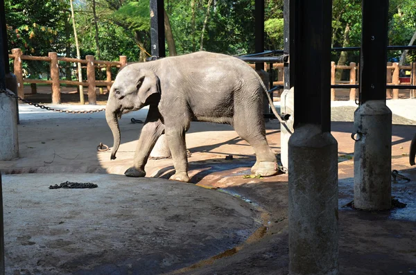 Elefante bebé en el orfanato de Pinnawala en Sri Lanka — Foto de Stock