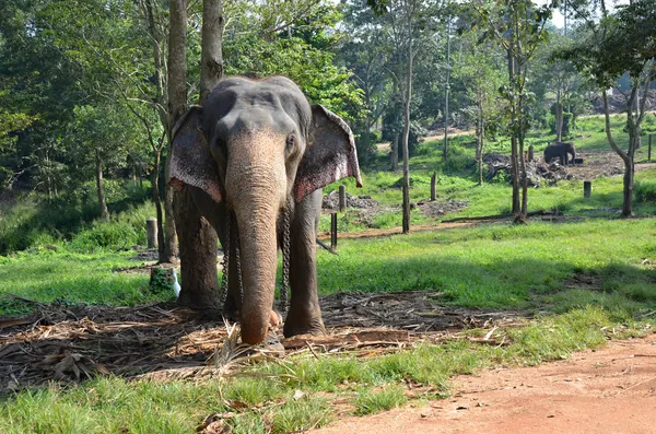 Слоны в приюте Пиннавала на Шри-Ланке — стоковое фото