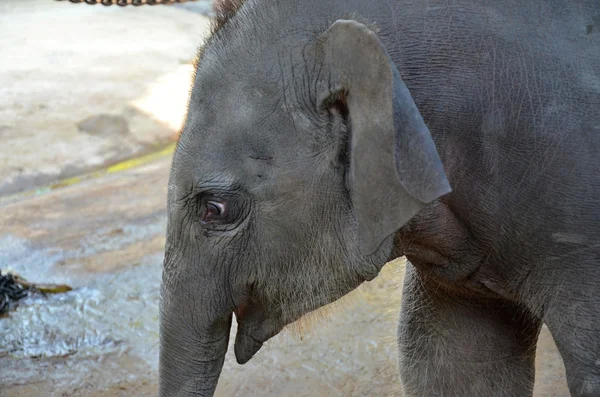 Elefante bebé en el orfanato de Pinnawala en Sri Lanka — Foto de Stock