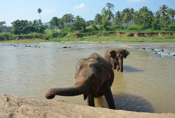 Elephants bathing in the river Ma Oya in Sri Lanka Pinnawala — Stock Photo, Image