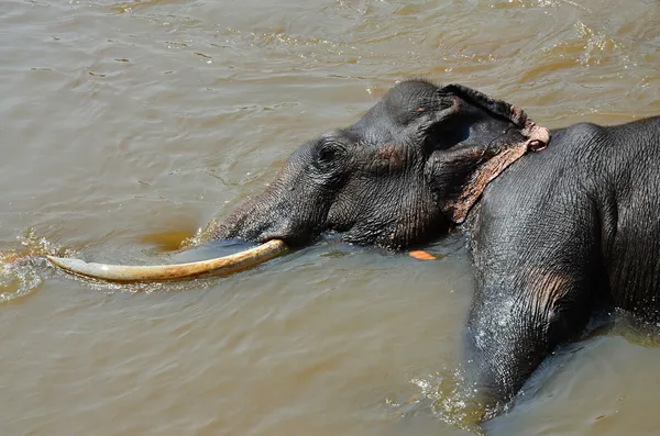 Большой и черный слон купается в реке Ма Ойя в Шри-Ланке Пиннавала — стоковое фото