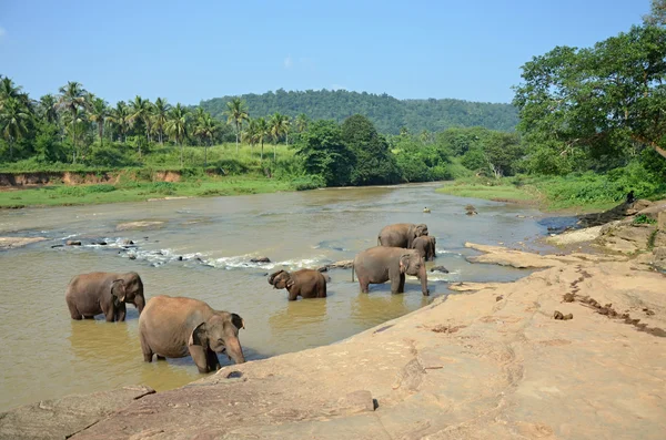 Слоны купаются в реке Ма Оя в Шри-Ланке Пиннавала — стоковое фото
