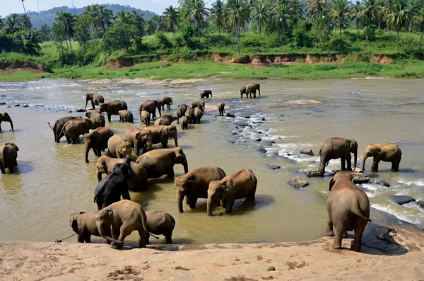 Elefantes bañándose en el río Ma Oya en Sri Lanka Pinnawala — Foto de Stock