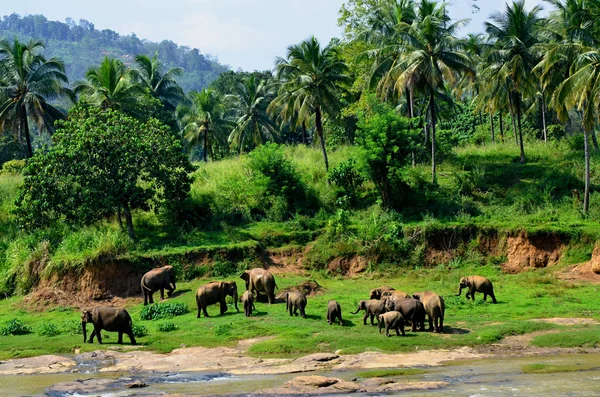 Elefantes bañándose en el río Ma Oya en Sri Lanka Pinnawala — Foto de Stock