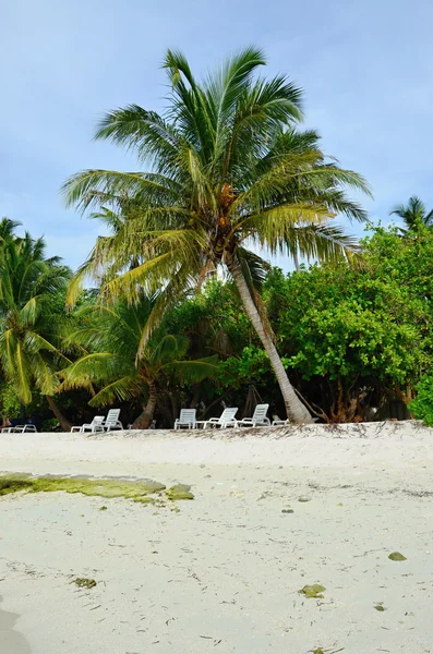 White sand with coconut palms of Indian ocean Maldives — Stock Photo, Image