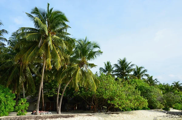 White sand with coconut palms of Indian ocean Maldives — Stock Photo, Image