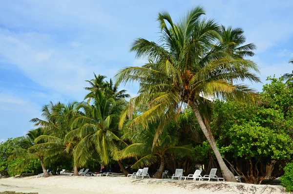 White sand with coconut palms of Indian ocean Maldives — Stock Photo, Image