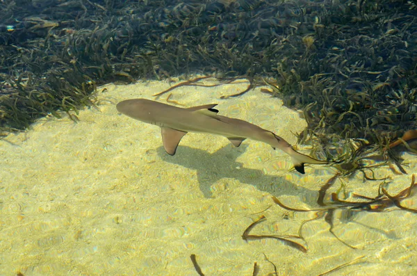 Tiburón en el mar —  Fotos de Stock