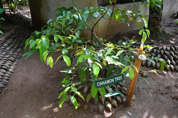 sri Lanka Botanik Bahçesi yeşil yaprakları ile tarçın funda