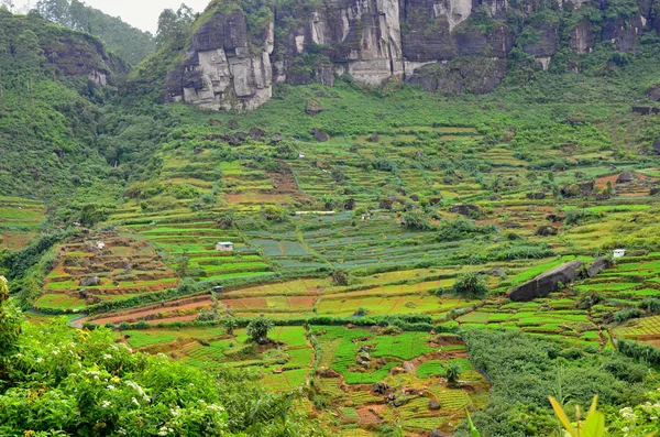 Green tea  plantation on highlands in Sri Lanka — Stock Photo, Image