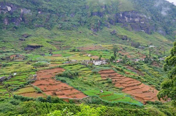 Green tea  plantation on highlands in Sri Lanka — Stock Photo, Image