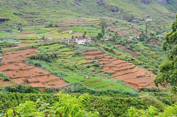 Plantação de chá verde em terras altas no Sri Lanka — Fotografia de Stock