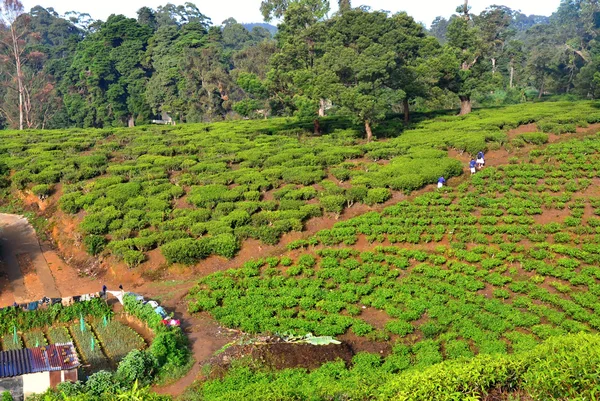 Plantação de chá verde em terras altas no Sri Lanka — Fotografia de Stock