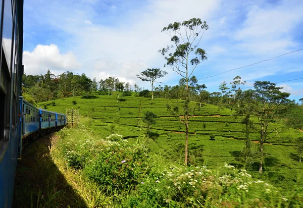 Плантация зеленого чая на высокогорье Шри-Ланки — стоковое фото