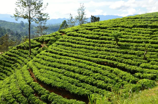 Plantação de chá verde em terras altas no Sri Lanka — Fotografia de Stock