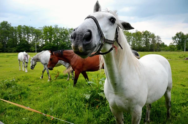 Koně pasoucí se v zelené louce ušlechtilé plemeno — Stock fotografie