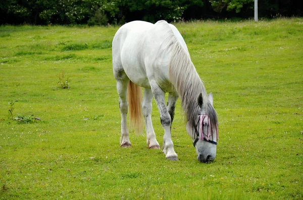 Horse grazing in a green meadow- noble breed — Stock Photo, Image