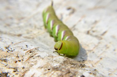 Sfenks caterpillar kabuslar ligustri