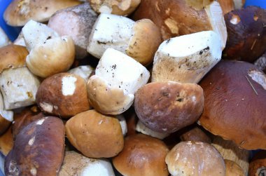 kase yenilebilir mantar