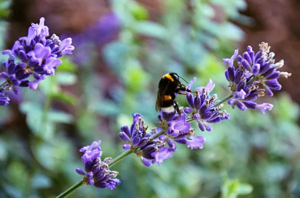 Detail of lavender flower — Stock Photo, Image