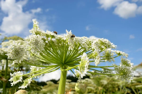 Szczegóły Giant Barszcz biały kwiat — Zdjęcie stockowe