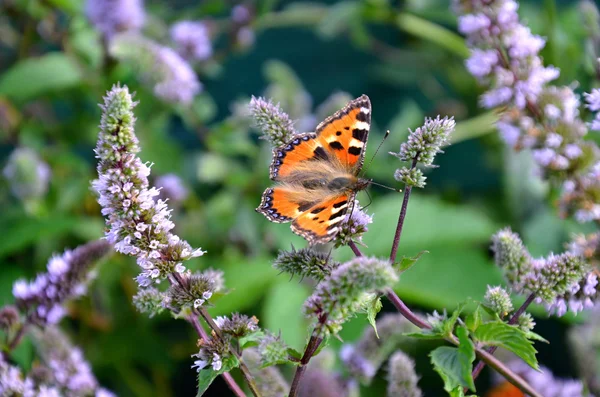 Camberwell butterfly with colorful wings — Stock Photo, Image