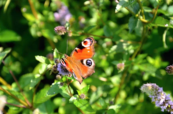 Butterfly Peacock- colorful butterfly — Stock Photo, Image
