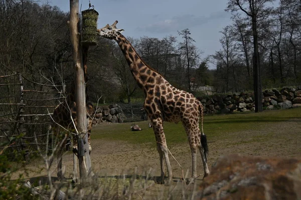 Wild Rothschild Giraffe Captivity — Stock Photo, Image