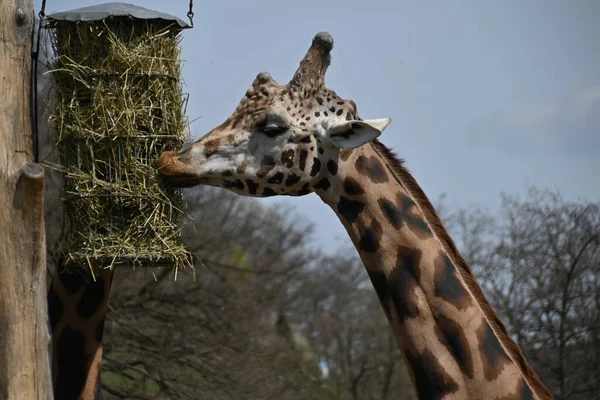 Wild Rothschild Giraffe Captivity — Stock Photo, Image