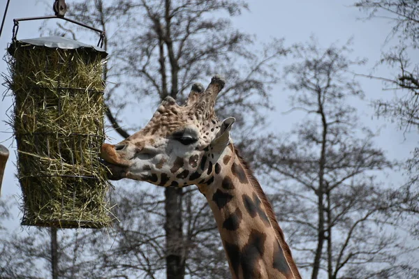 Wild Rothschild Giraffe Captivity — Stock Photo, Image