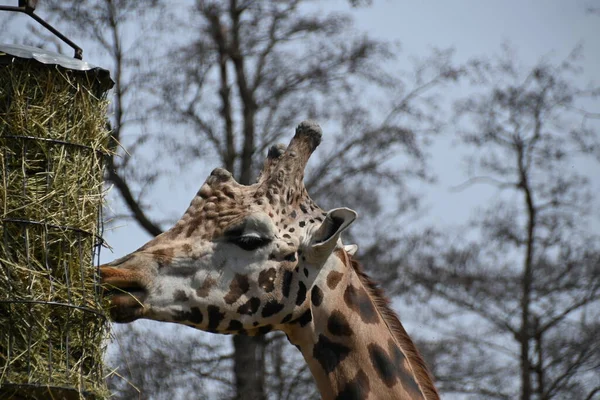 Wild Rothschild Giraffe Captivity — Stock Photo, Image