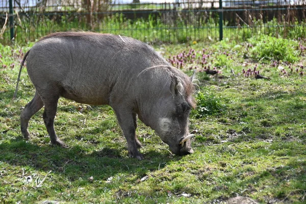 Porc Savane Phacochesanimal Sauvage Captivité — Photo