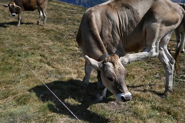 一头奶牛在牧场上吃草 脖子上挂着铃铛 — 图库照片