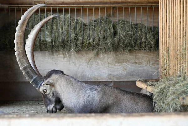 Captive Mountain Ibex Big Horns — Stock Photo, Image