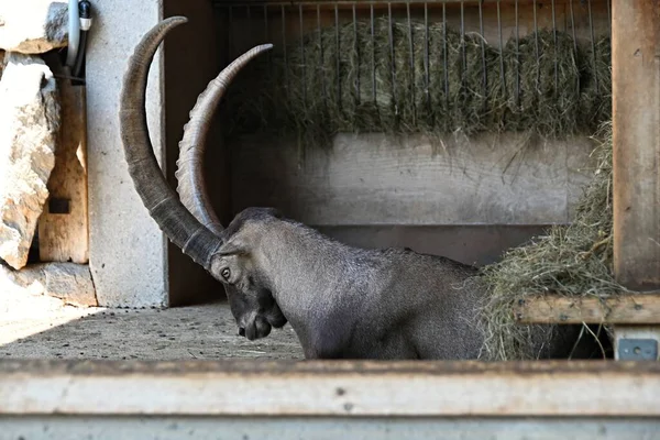 Captive Mountain Ibex Big Horns — Stock Photo, Image