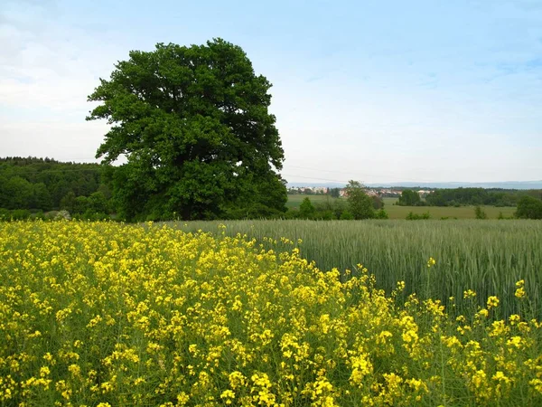 Detached Green Oak Canola Field Listed Oak Rape Field Franzensbad — Stock Photo, Image