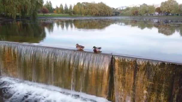 Vue Aérienne Canards Sauvages avec une belle couleur multicolore nager dans l'étang près de la cascade, sur le fond de beaux arbres d'automne. La vie animale dans la ville. Vidéo de drone. Gros plan — Video