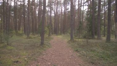 Vahşi yeşil çam ormanlarında yürüyüş yolu inanılmaz ve rahatlatıcı. Ağaçlarla çevrili yürüyüş patikaları. Sevimli Aile Mutluluğu İçin Birlikte Dışarıda Vakit Geçirin. Sağlıklı yaşam tarzı 4k