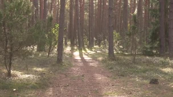 Caminhadas trilha caminho a pé na floresta de pinheiros verde selvagem incrível e relaxante. trilha de caminhada Rodeado por árvores. Passe o tempo de lazer juntos ao ar livre para a felicidade da família encantadora. Estilo de vida saudável 4k — Vídeo de Stock