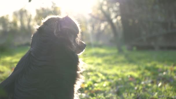 Κοντινό shaggy σκυλί βρίσκεται στο πράσινο γρασίδι με φόντο ένα χρυσό ηλιοβασίλεμα. Οικογένεια ξοδεύοντας Fun Outdoors χρόνο μαζί στην αυλή. Χρυσή ώρα ηλιοβασίλεμα. Αργή κίνηση. Τρόπος ζωής. Εκμετάλλευση 4k — Αρχείο Βίντεο