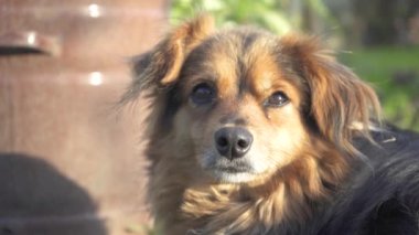 Kapalı tüylü köpek yeşil çimlerin üzerinde uzanır altın bir günbatımının arka planında. Aile Arka Bahçede Birlikte Dışarıda Eğleniyor. Altın Saat Günbatımı. Ağır çekim. Yaşam tarzı. Çiftlik 4k