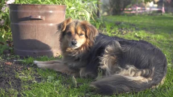 Ένα μαλλιαρό σκυλί βρίσκεται στο πράσινο γρασίδι στο φόντο ενός χρυσού ηλιοβασιλέματος. Οικογένεια ξοδεύοντας Fun Outdoors χρόνο μαζί στην αυλή. Χρυσή ώρα ηλιοβασίλεμα. Αργή κίνηση. Τρόπος ζωής. Φάρμα. Άγρο 4ια — Αρχείο Βίντεο