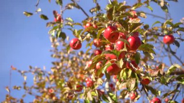 Close up beautiful ripe red apples fruits on tree background of sun. Ripe juicy apples hanging on branch in orchard garden. Farming food harvest gardening harvesting concept. Concept of organic food