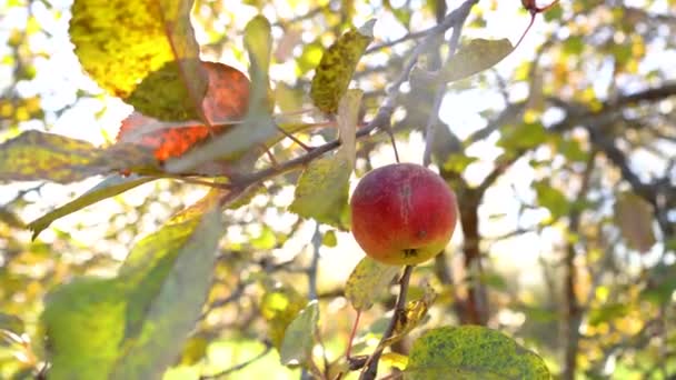 Close up beautiful ripe red apple fruit on tree background of sun. Ripe juicy apples hanging on branch in orchard garden. Farming food harvest gardening harvesting concept. Concept of organic food — Stok Video