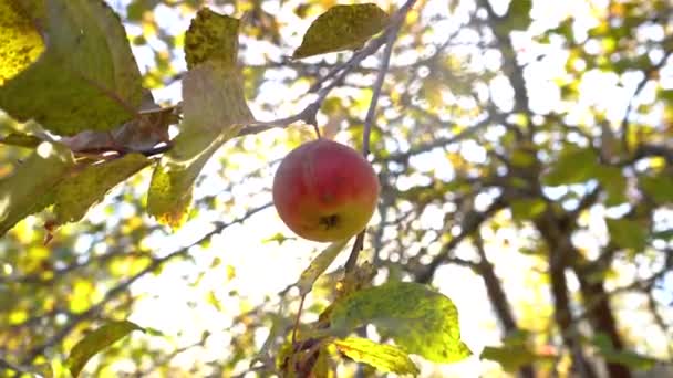 Close up beautiful ripe red apple fruit on tree background of sun. Ripe juicy apples hanging on branch in orchard garden. Farming food harvest gardening harvesting concept. Concept of organic food — Stok Video