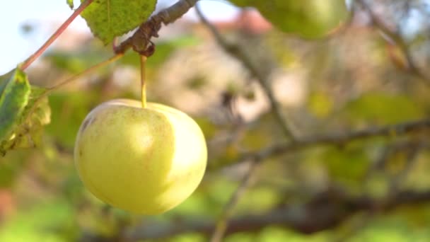 Прекрасні стиглі зелені яблучні фрукти на фоні сонця дерева. Зрізати соковиті яблука, що звисають на гілці саду. Сільське господарство - концепція збору продуктів харчування для садівництва. Концепція органічної їжі 4k — стокове відео