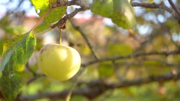 Beautiful ripe green apple fruit on tree background of sun. Ripe juicy apples hanging on branch in orchard garden. Farming food harvest gardening harvesting concept. Concept of organic food 4k — Vídeo de Stock