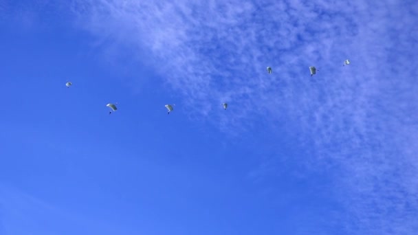 Skydiving people doing a in free fall against the background of a blue sky with white clouds. Military exercises in peacetime. Practicing skills and maneuvers. Wartime concept 4k — 图库视频影像