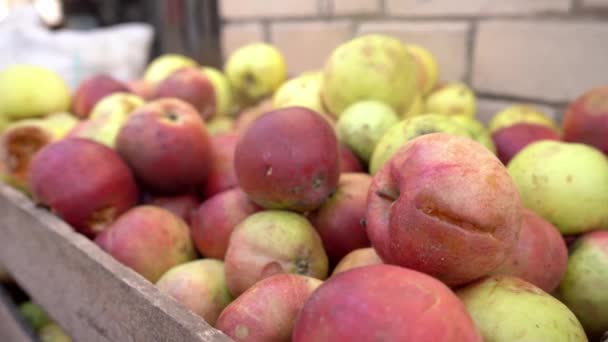 Gefallene Äpfel in einer Holzkiste aus nächster Nähe betrachten. Zerknüllte reife schmutzige gebrochene Früchte. Ernte. Bio-Obst. Apfelanbau. frisch gepflückt, saftig, selektiv. Gartenarbeit. Bio-Lebensmittel 4k — Stockvideo