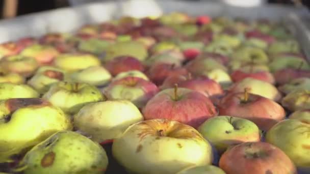 Cider appels wassen in de distilleerderij. Vers fruit en groenten drijvend in water voor de voorbereiding van het passeren van de transportband in de fabriek voor industriële sapproductie. Focus op de vruchten 4k — Stockvideo